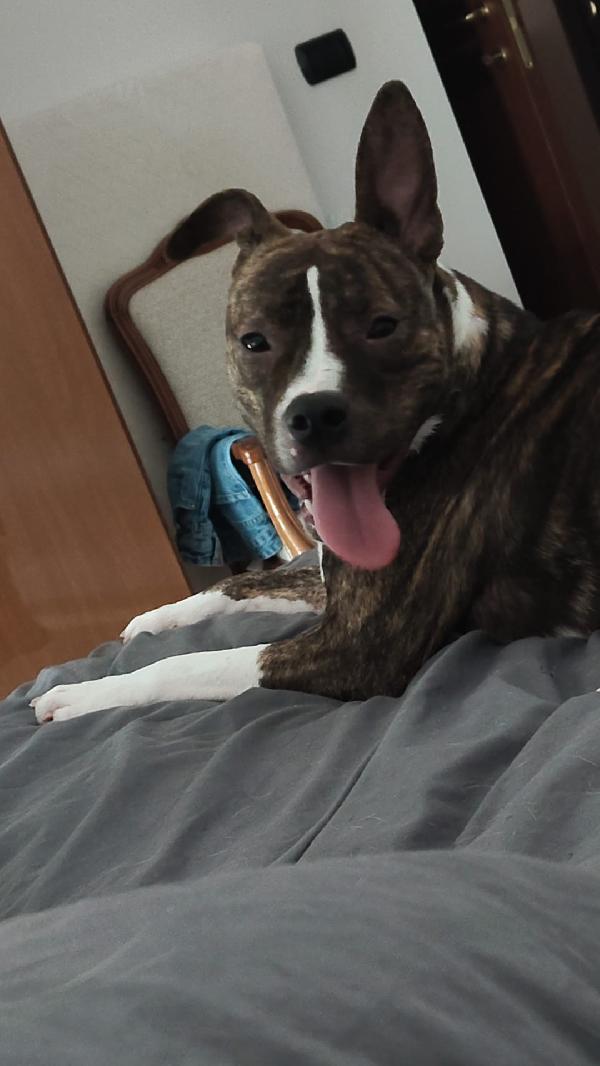 Pippi cerca casa Foto 8